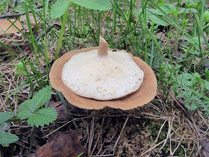 Lentinus substrictus MVK 20120511-03