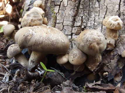 Lentinus substrictus MVK 20140427-02