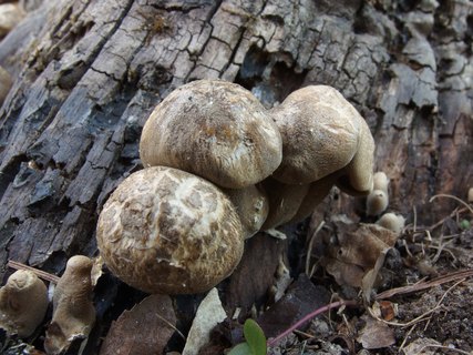Lentinus substrictus MVK 20140427-01