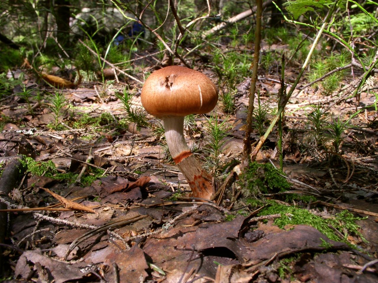 Cortinarius armillatus