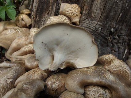 Lentinus substrictus MVK 20140502-02