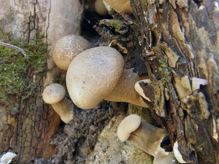 Lentinus substrictus MVK 20140427-04