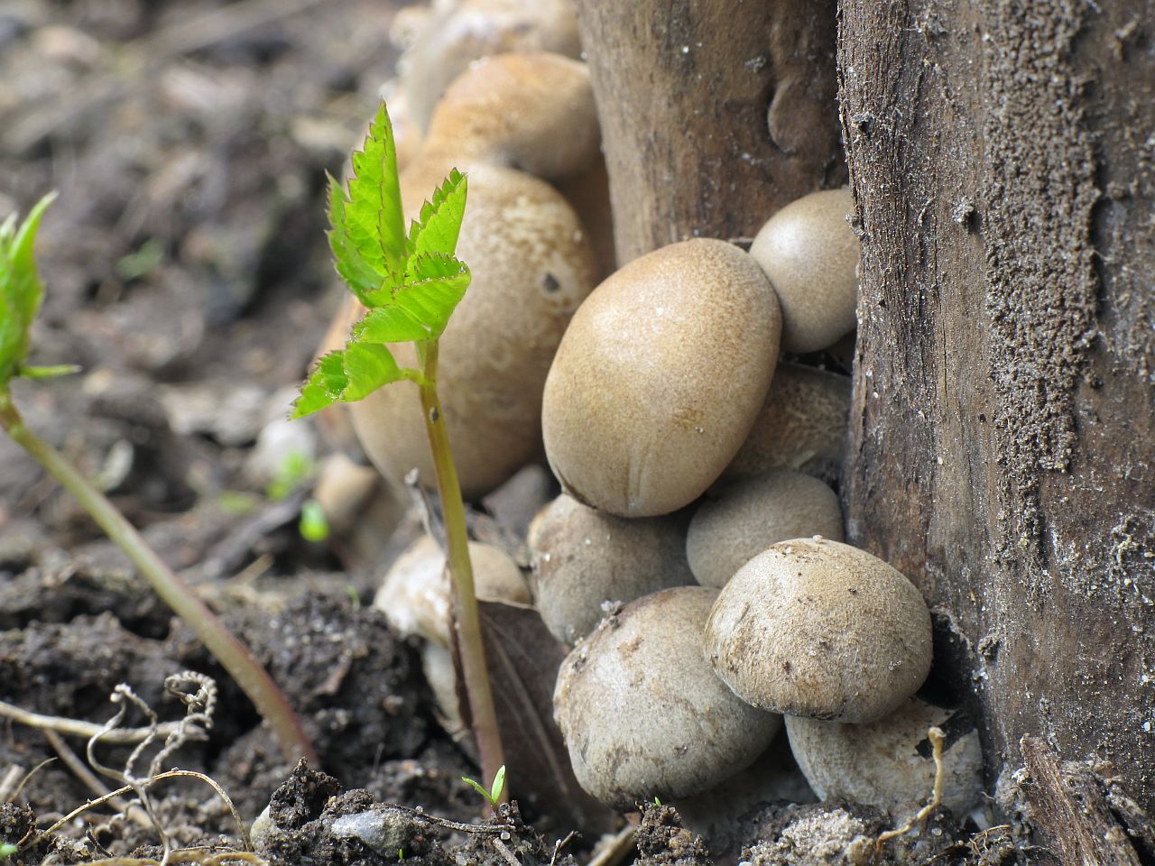 Lentinus substrictus MVK 20110501-07