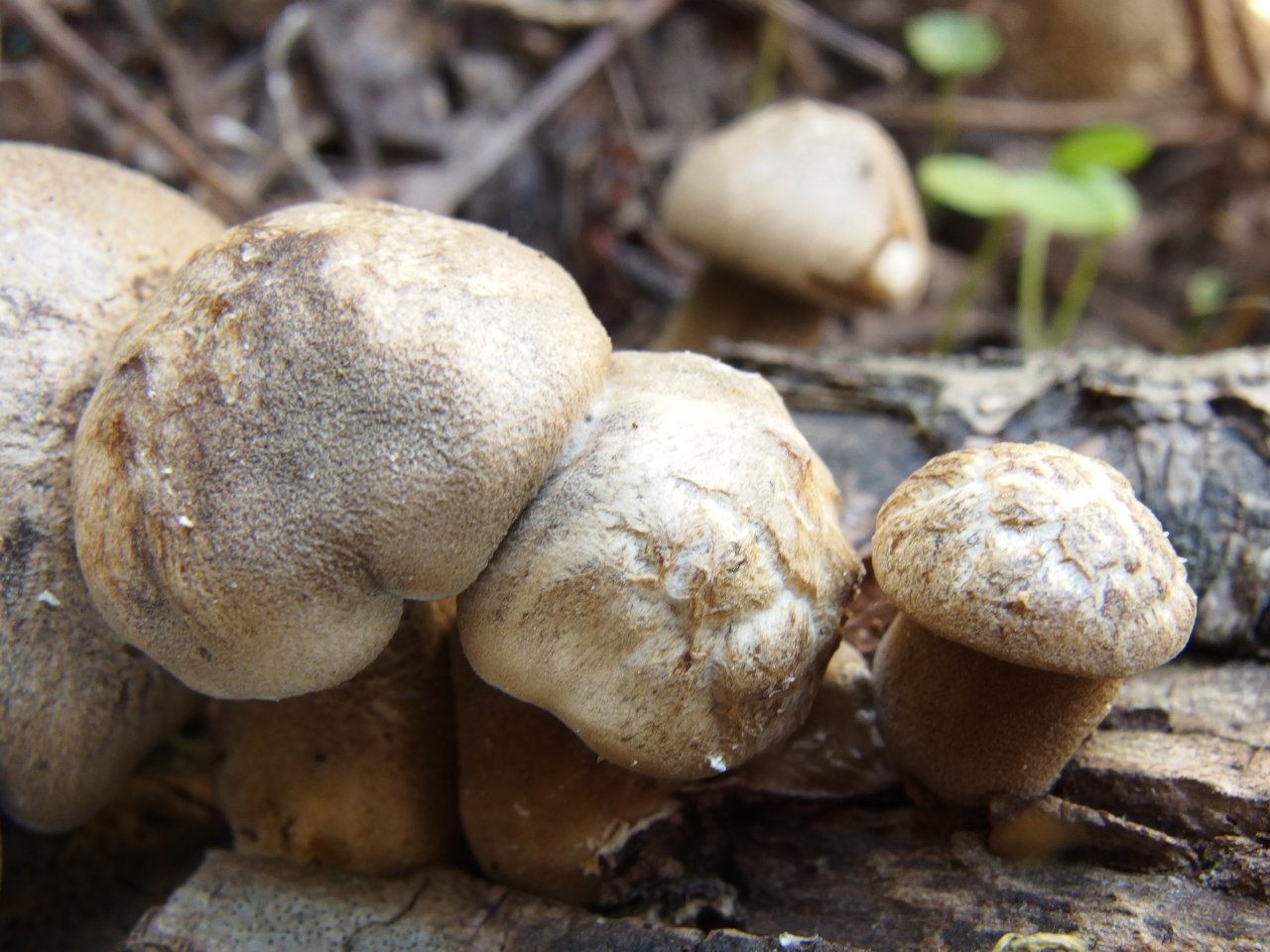 Lentinus substrictus MVK 20140727