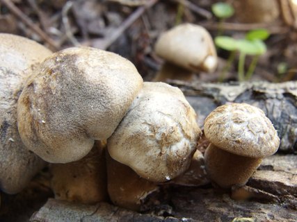Lentinus substrictus MVK 20140727