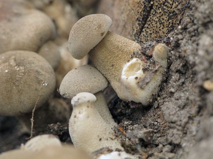 Lentinus substrictus MVK 20110501-03