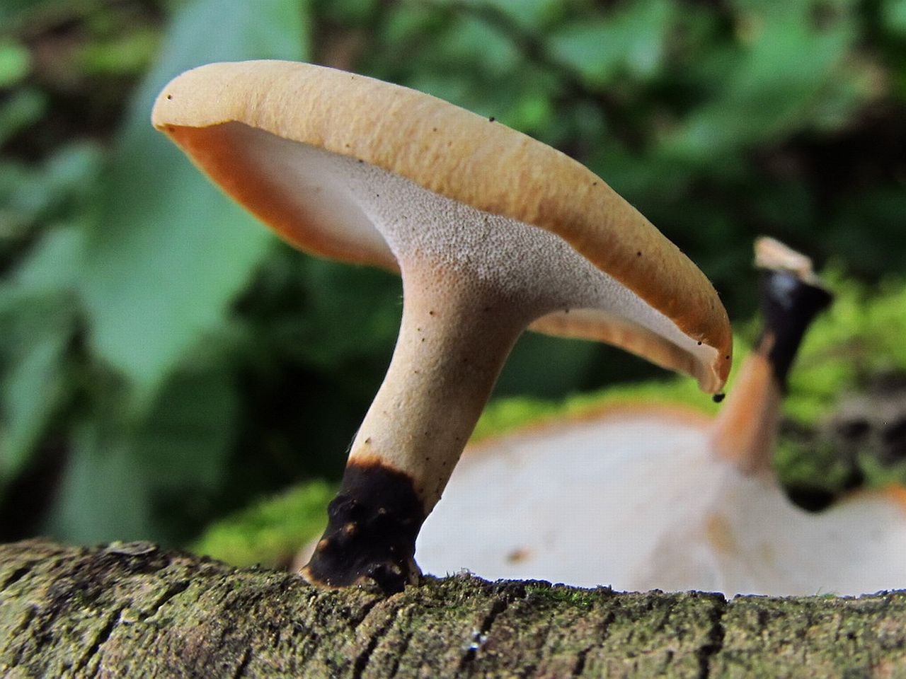 Cerioporus varius