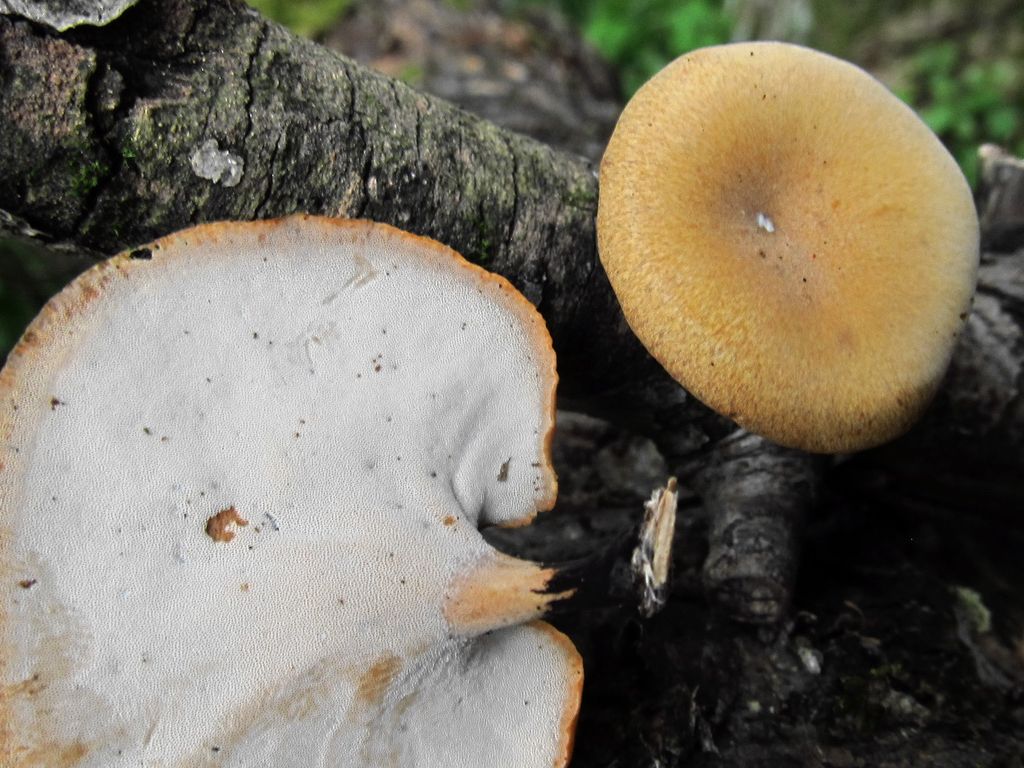 Cerioporus varius LYP 20120714-2