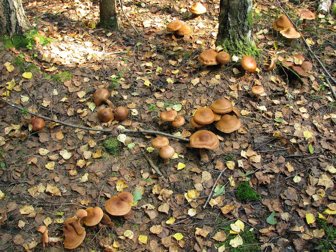 Cortinarius armillatus