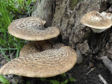 Cerioporus squamosus AMF 2014хххх-01