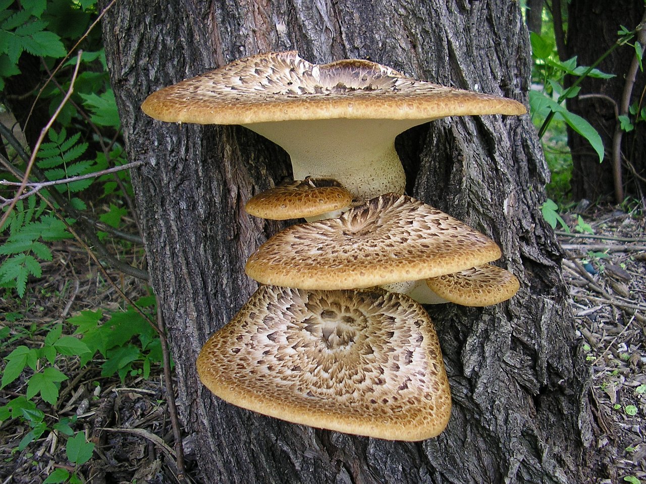 Cerioporus