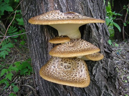 Cerioporus squamosus AYV 20050612