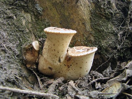 Cerioporus squamosus MVK 20090509-01