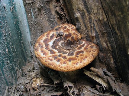 Cerioporus squamosus MVK 20090509-02