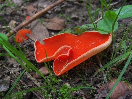 Aleuria aurantia