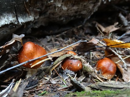 Hemistropharia albocrenulata AMF 20170922-13