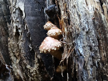 Hemistropharia albocrenulata AMF 20170920-02
