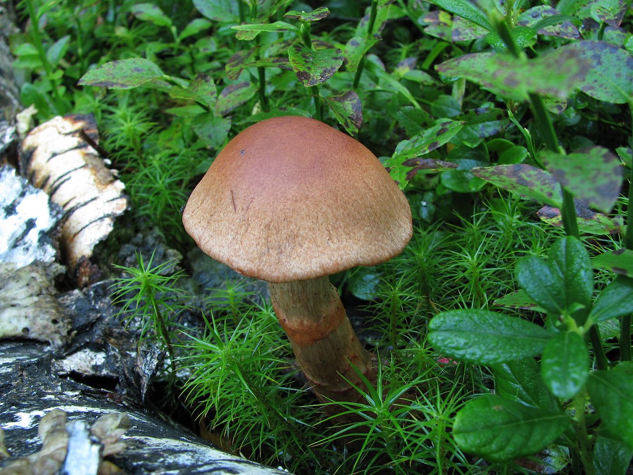 Cortinarius armillatus