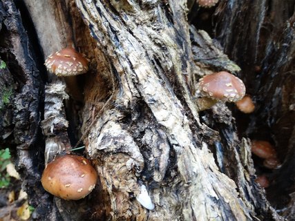 Hemistropharia albocrenulata AMF 20170920-03