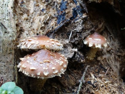 Hemistropharia albocrenulata AMF 20170920-04
