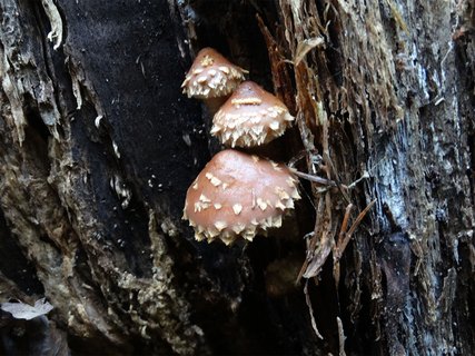 Hemistropharia albocrenulata AMF 20170920-05