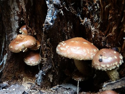 Hemistropharia albocrenulata AMF 20170920-06