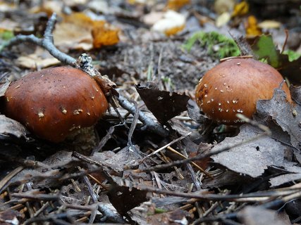 Hemistropharia albocrenulata AMF 20170922-08