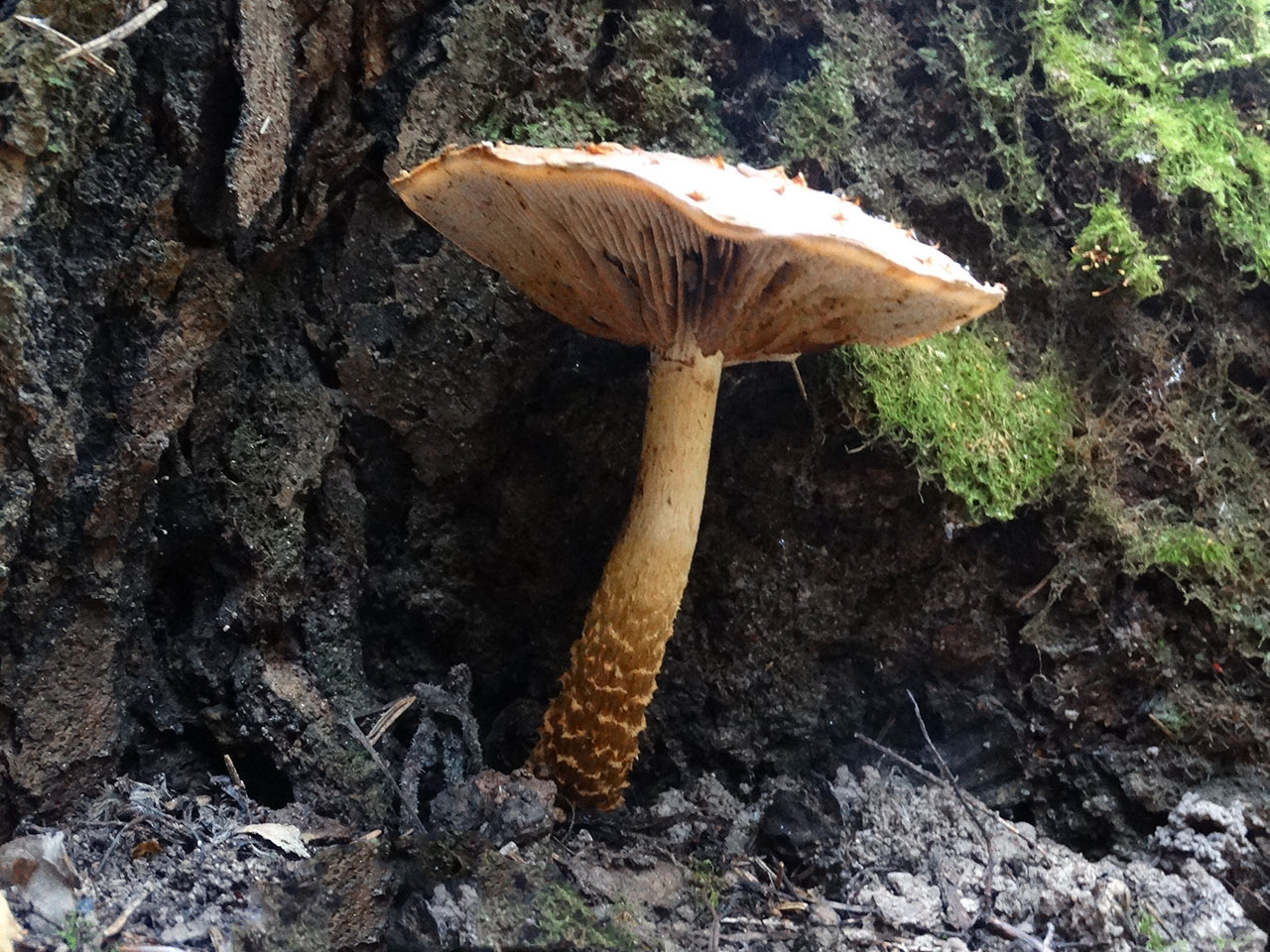 Hemistropharia albocrenulata AMF 20170922-09