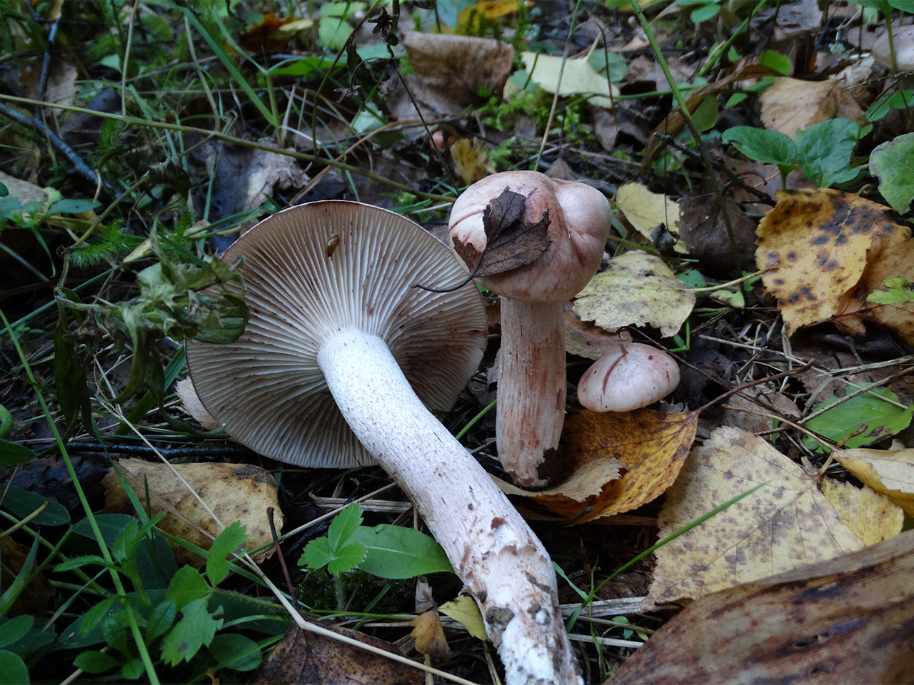 Hygrophorus erubescens AMF 20170920-02