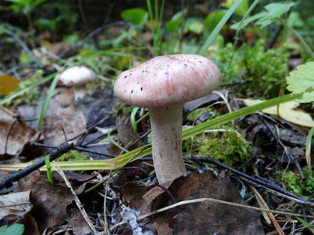 Hygrophorus erubescens AMF 20170920-03