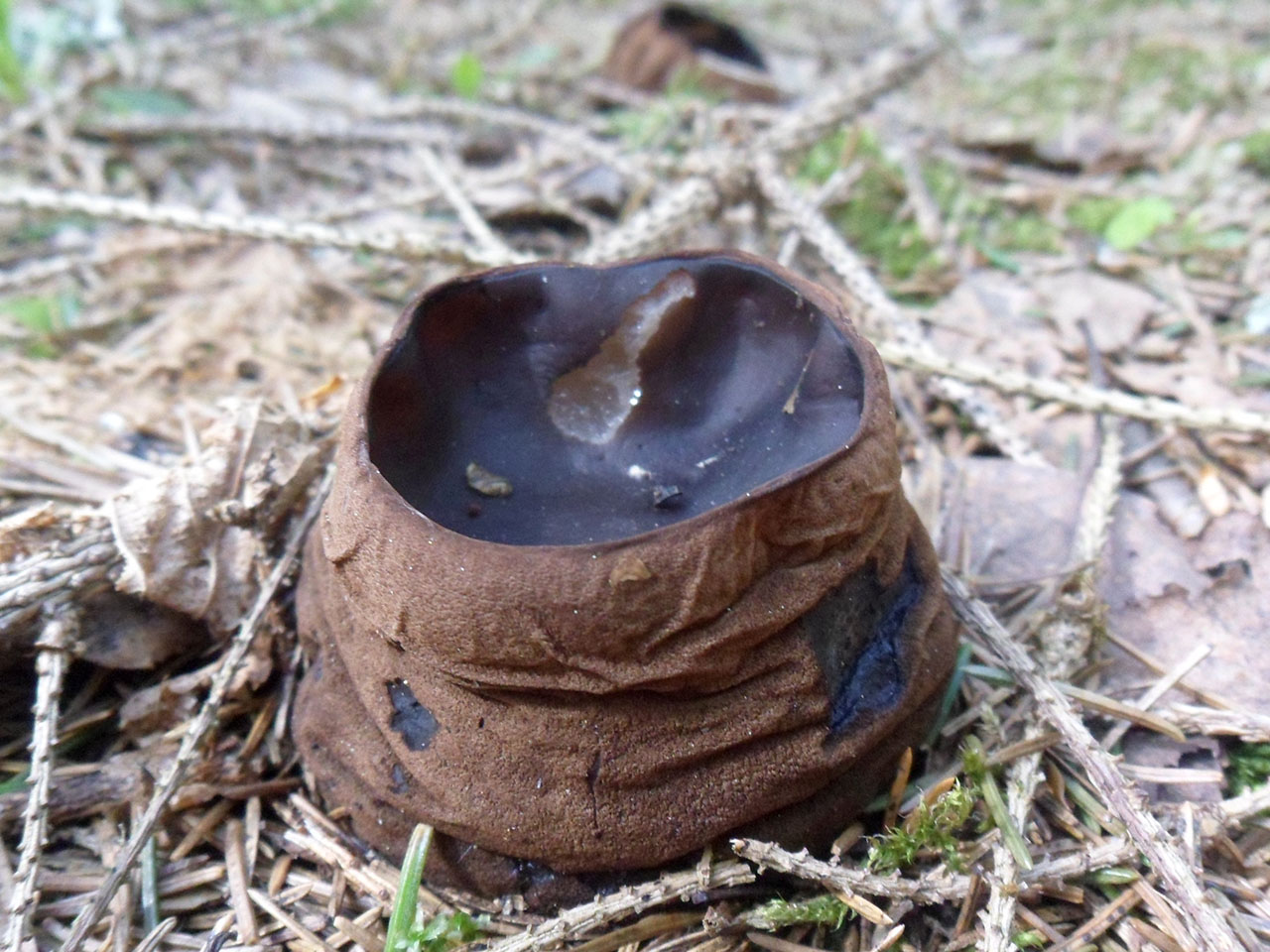 Sarcosoma globosum AMF 20170515-14