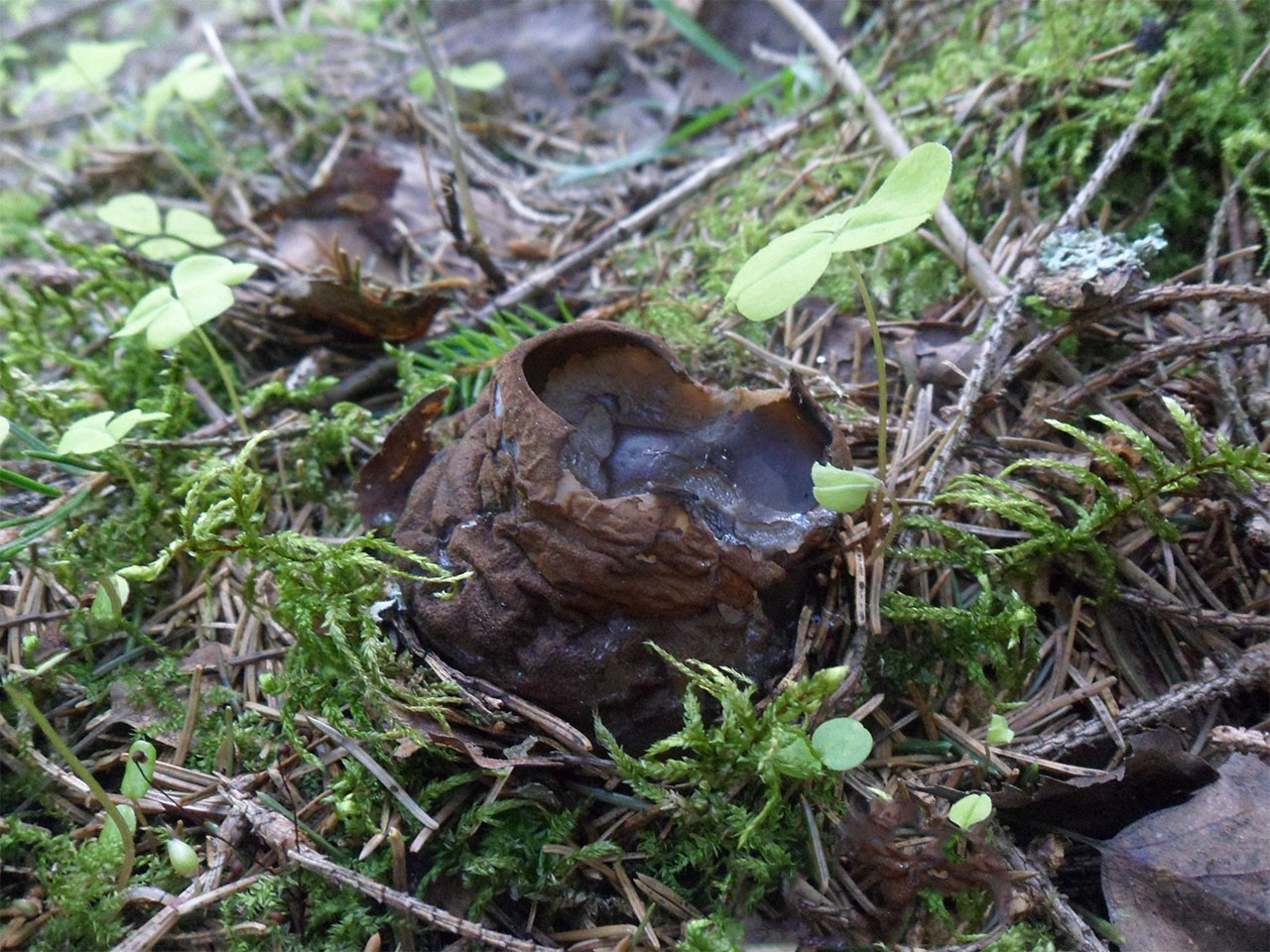 Sarcosoma globosum AMF 20170515-15