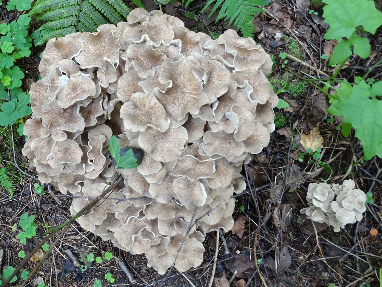 Polyporus umbellatus