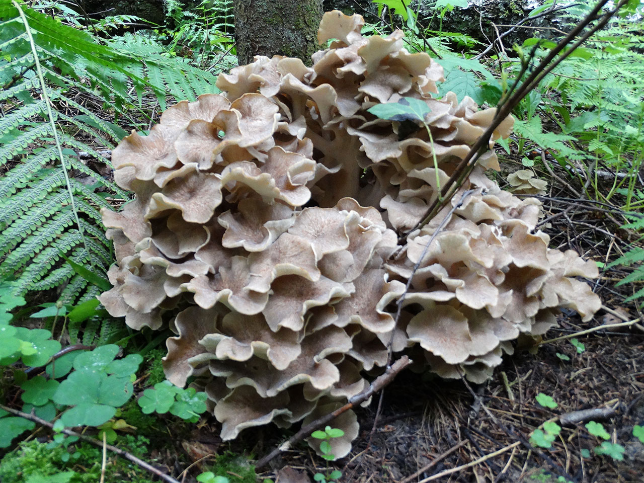 Polyporus umbellatus