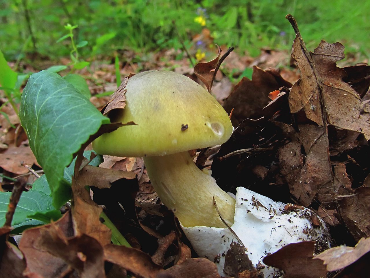 Amanita phalloides LYP 20170728-01