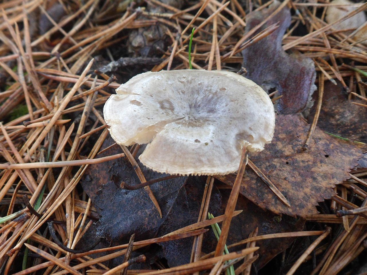 Rhizocybe