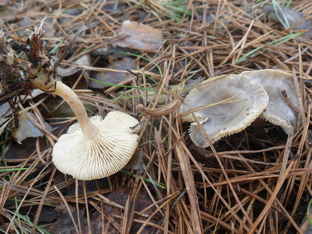 Rhizocybe pruinosa AMF 20170409-06