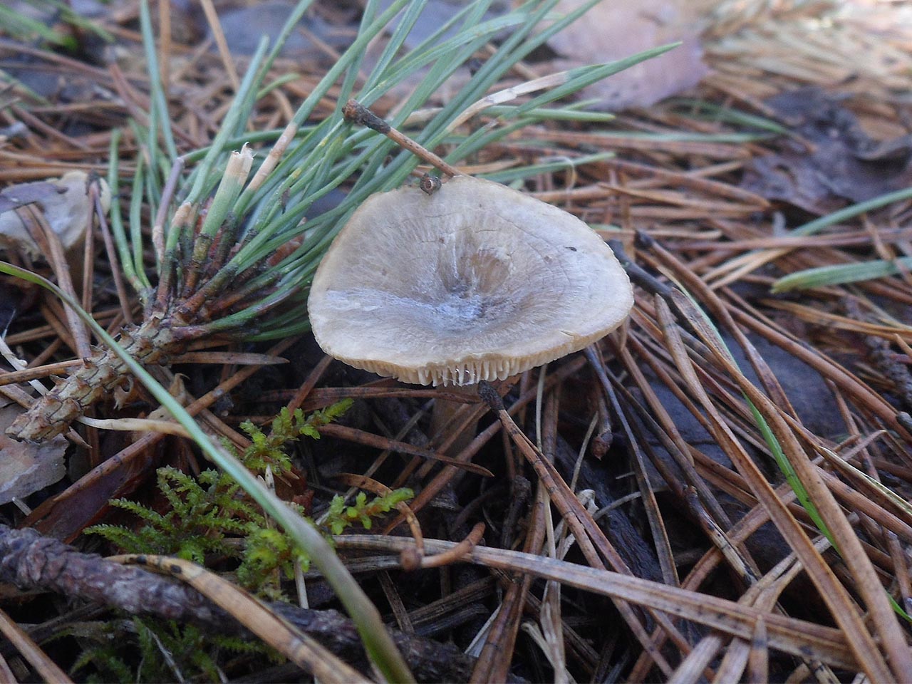 Rhizocybe pruinosa AMF 20170409-11