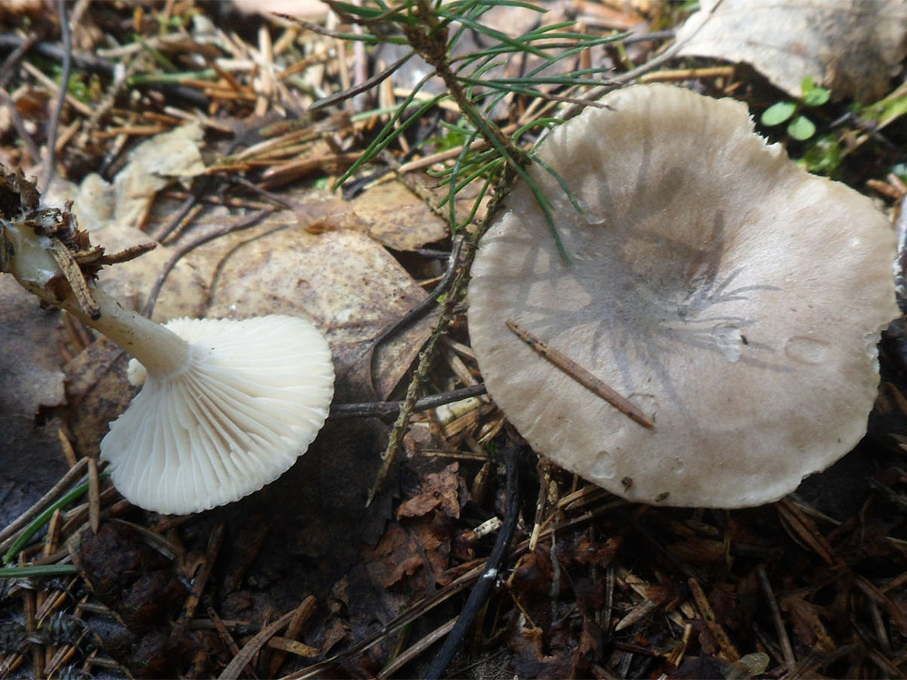 Rhizocybe pruinosa AMF 20170429-02