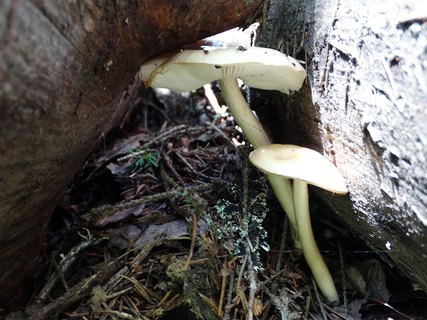 Limacella illinita AMF 20170720-01
