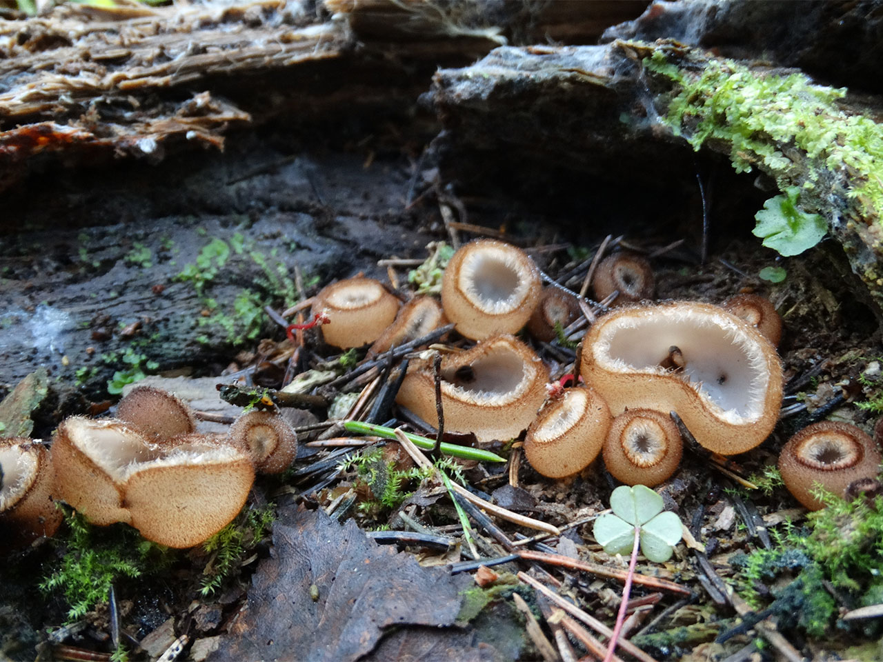 Humaria hemisphaerica AMF 20170729-02