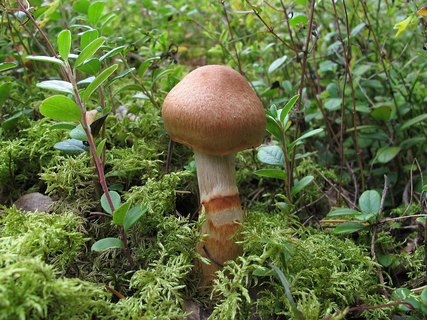 Cortinarius armillatus