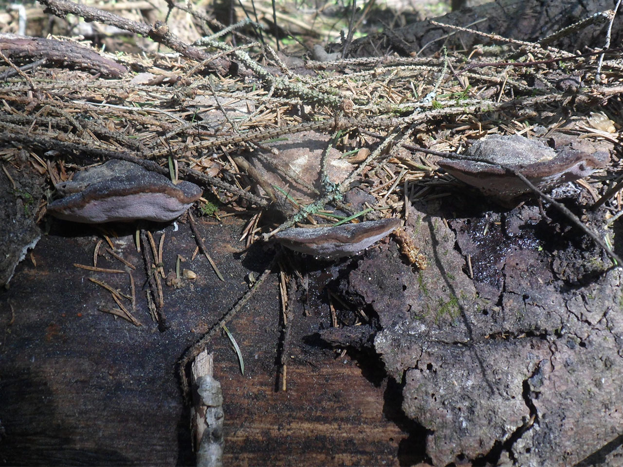 Fomitopsis rosea AMF 20170524-01