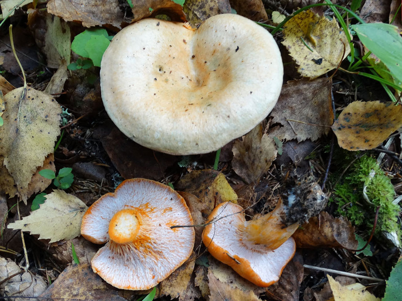 Hypomyces lateritius AMF 20170920-01