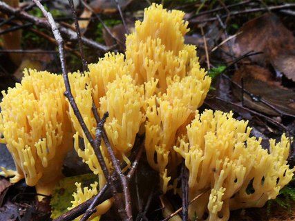 Ramaria aurea AMF 20160906-03