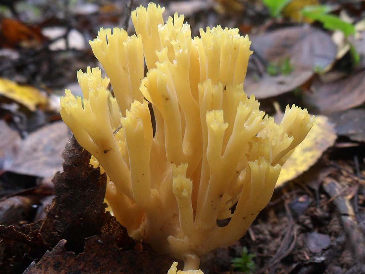 Ramaria aurea AMF 20160906-04