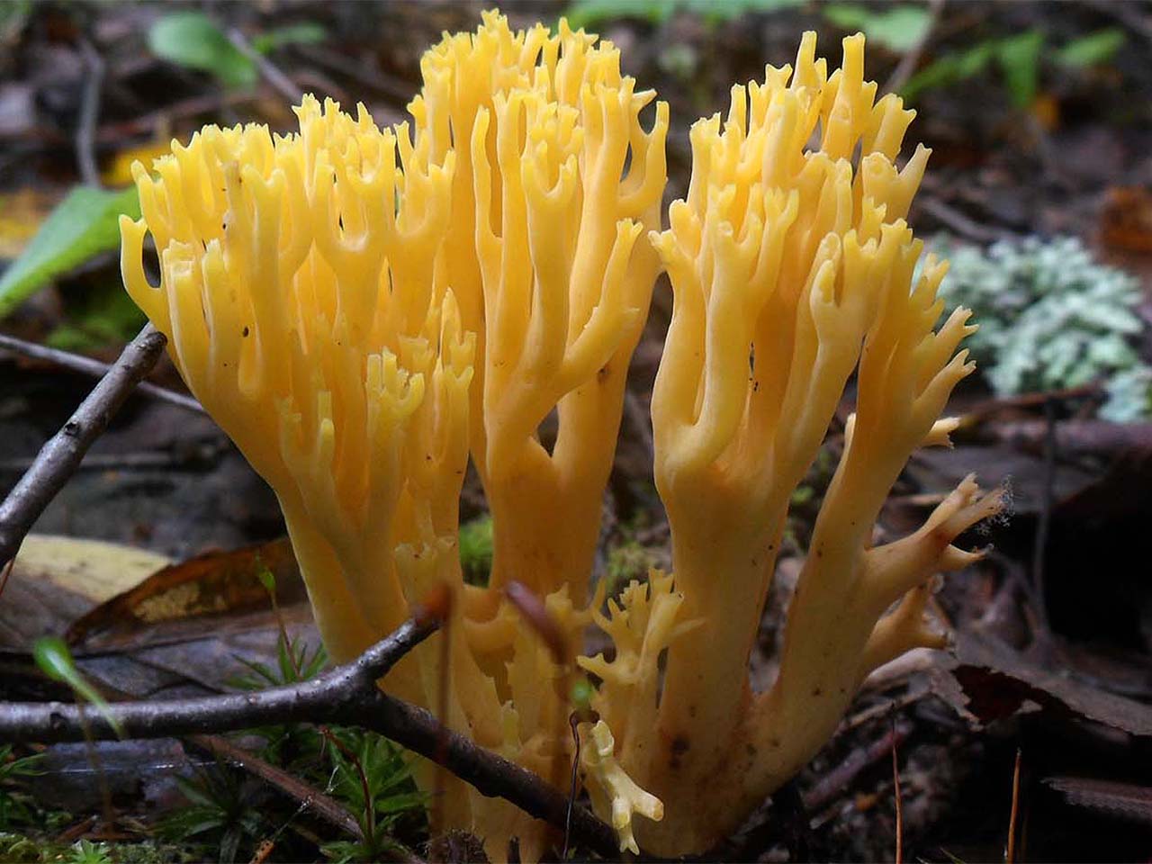 Ramaria aurea AMF 20160906-05