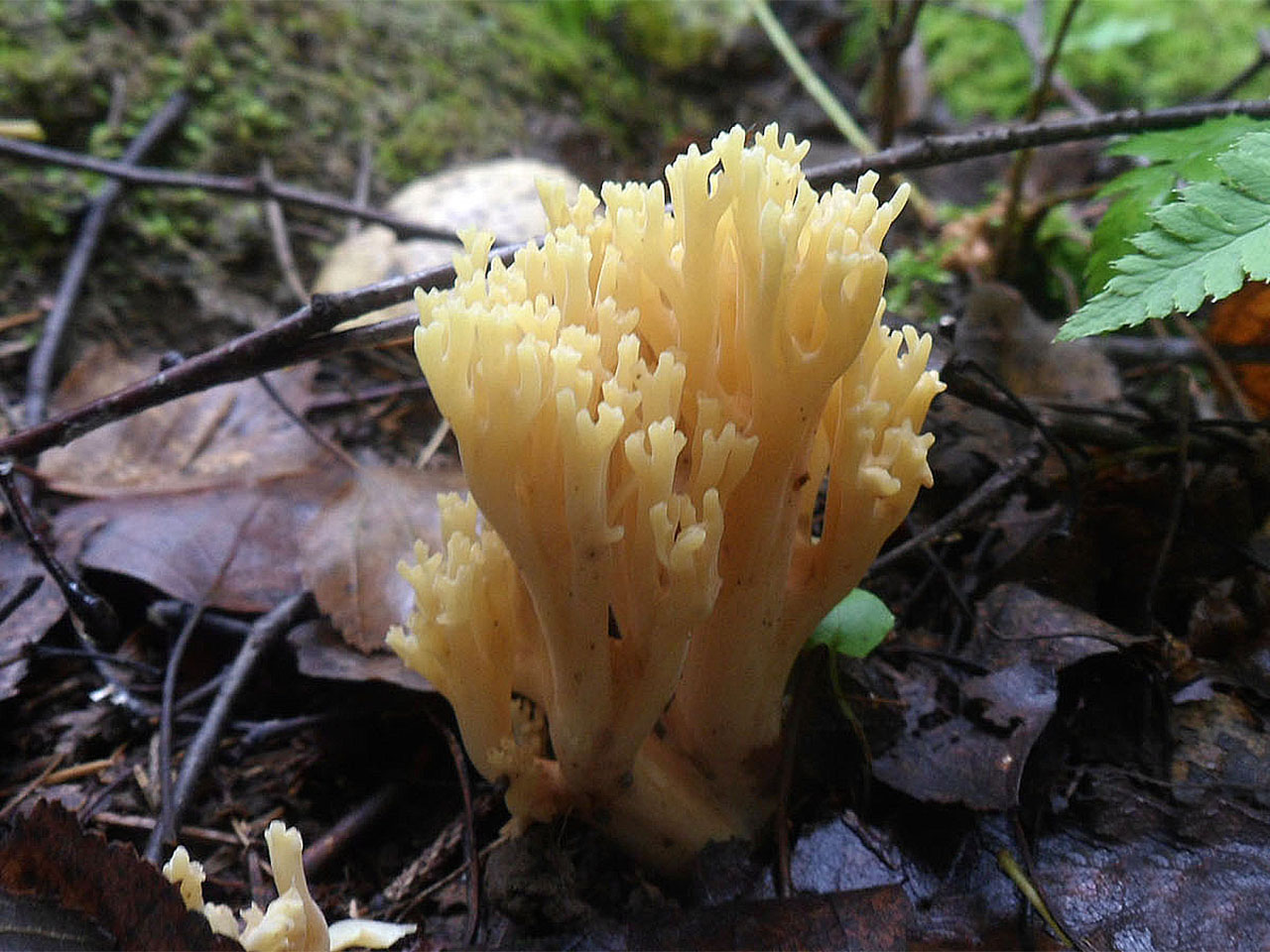 Ramaria aurea AMF 20160906-06