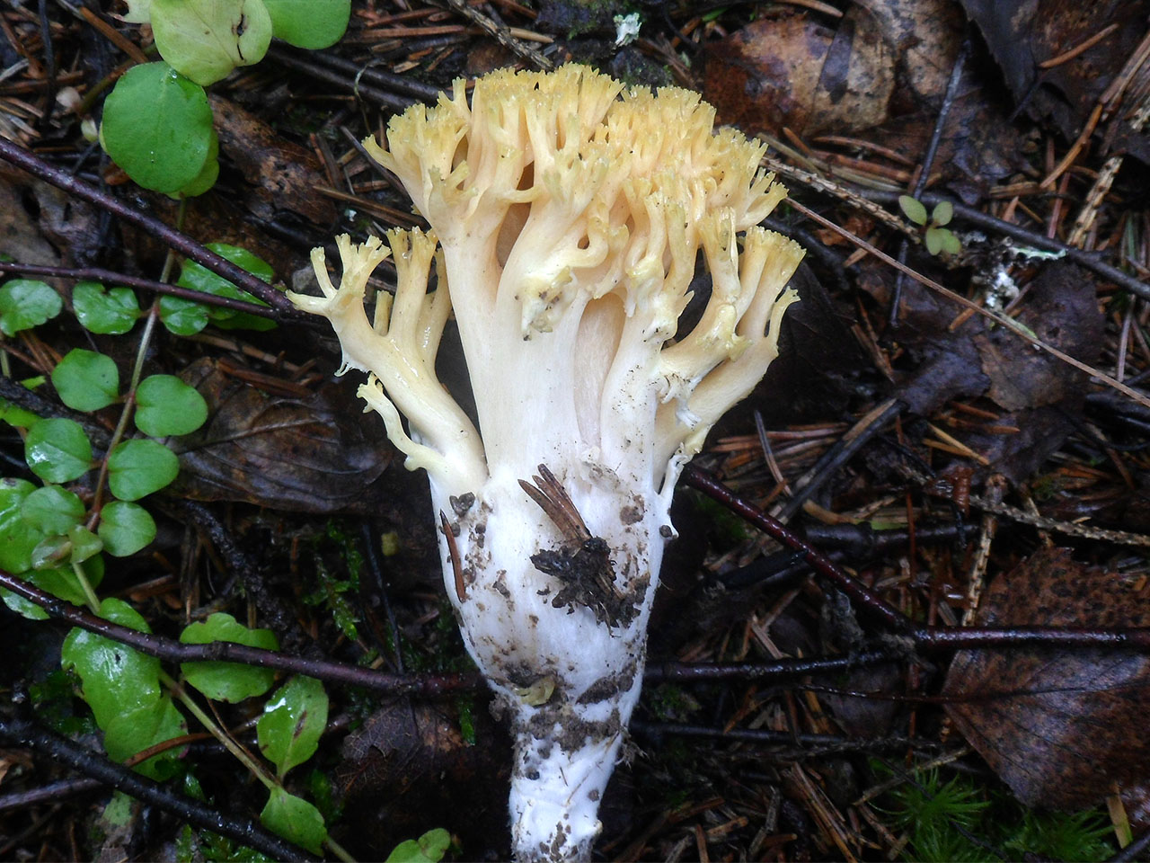 Ramaria aurea AMF 20170907-02