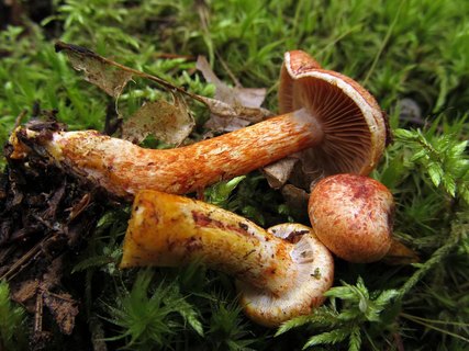 Cortinarius bolaris